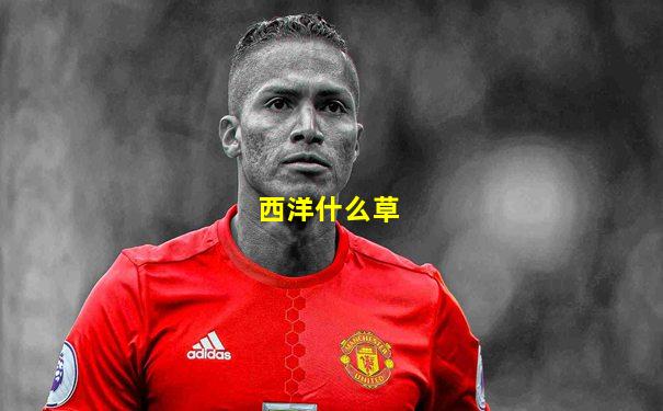 西洋什么草