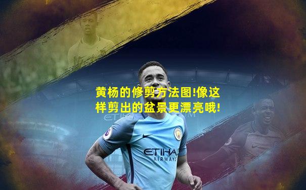 黄杨的修剪方法图!像这样剪出的盆景更漂亮哦!